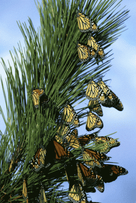 Monarch butterflies during migration. PHOTO COURTESY GENE NEIMINEN/USFWS.