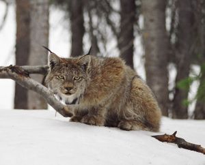 A lynx in the wilds of Colorado. Photo courtesy Tanya Shenk, Colorado Division of Wildlife.